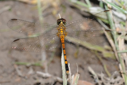 Female
2008_09_17_FL